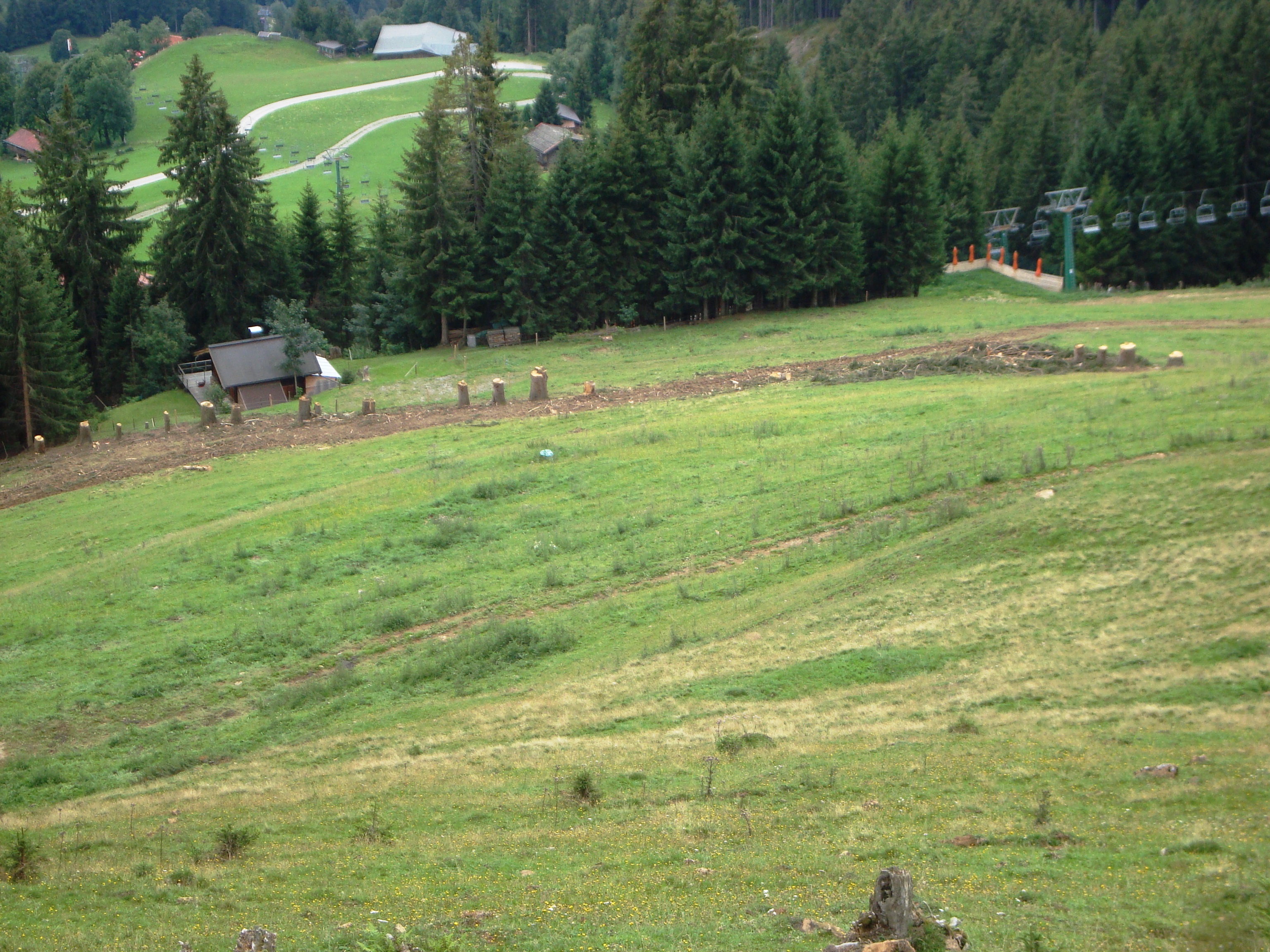 Waldschlägerungen