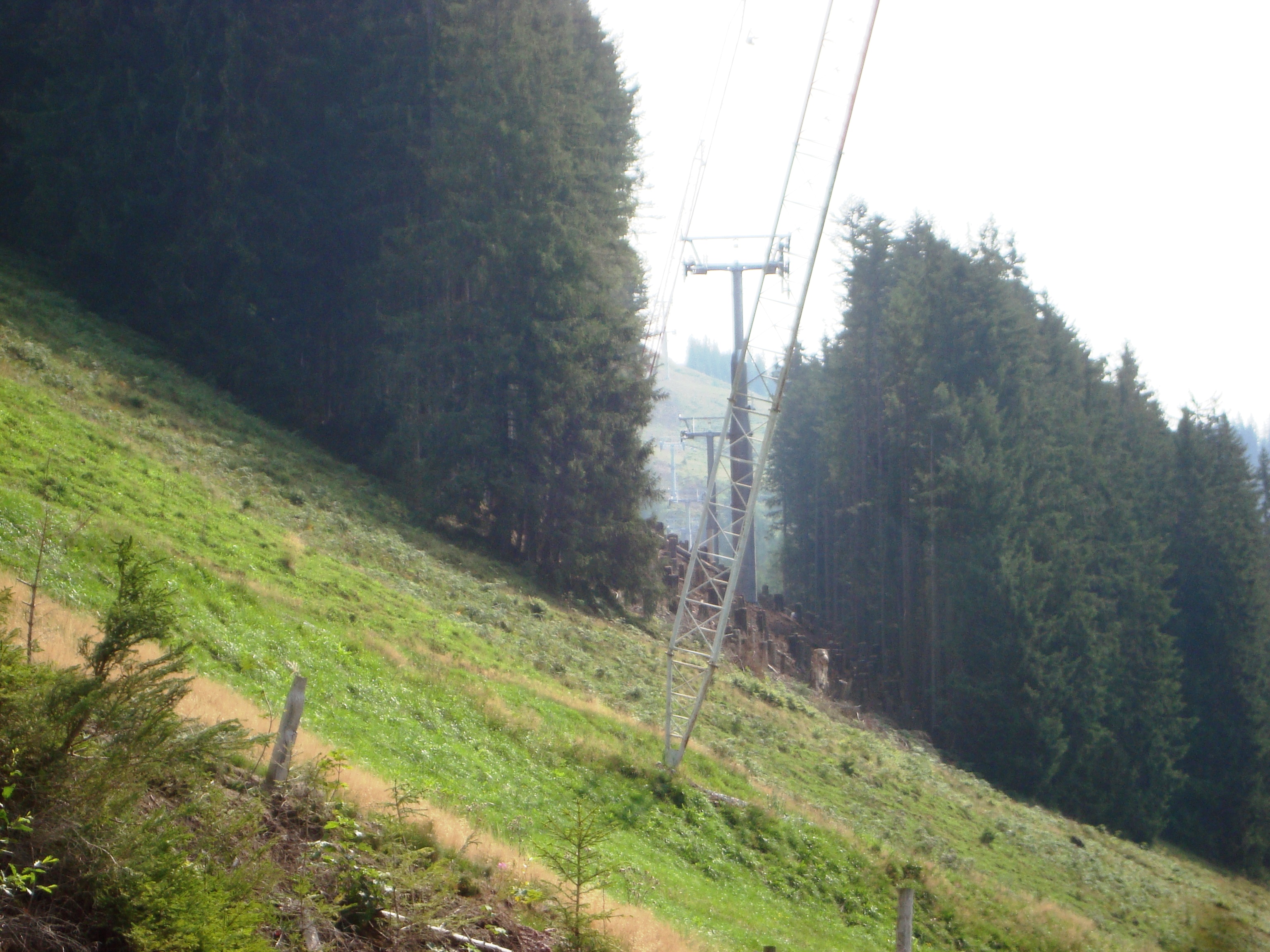 Waldschneise bei Fleckalm